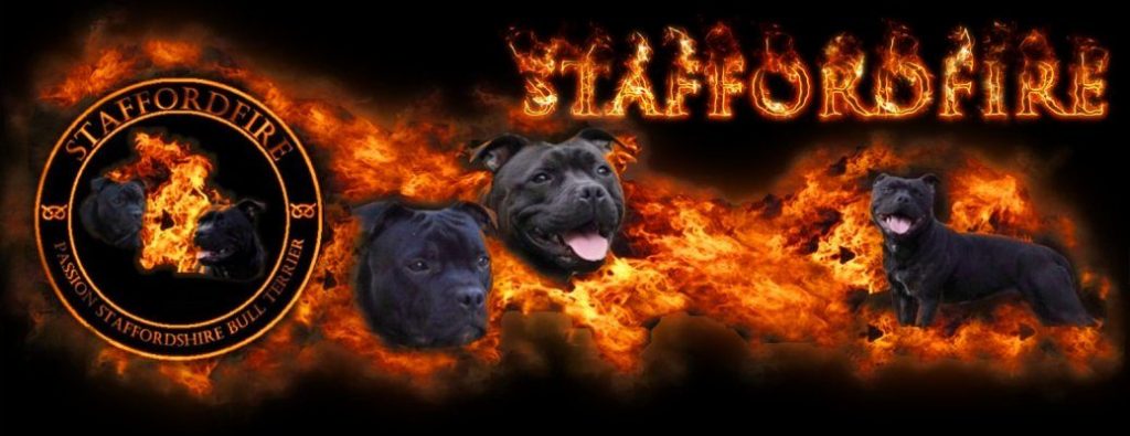 Staffordfire – Elevage de Staffordshire Bull Terrier (Staffie) à Lyon (Rhone-Alpes)